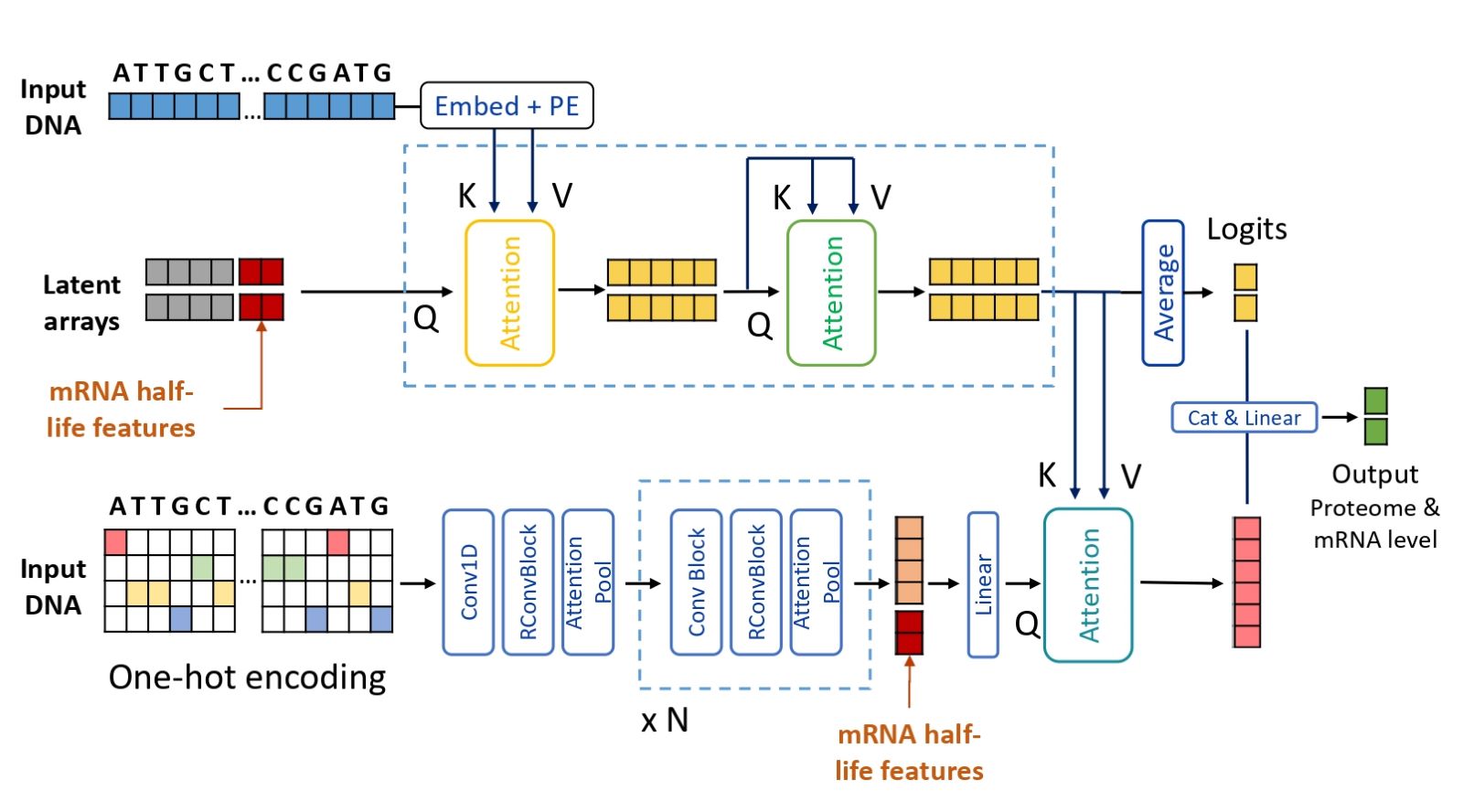 Predicting gene and protein expression levels from DNA and protein sequences with Perceiver